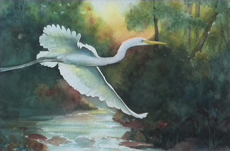 Meaden-Egret-in-Flight.2-(w)