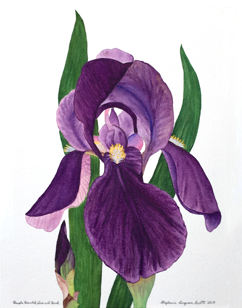 Scott-Purple-Bearded-Iris-Blossom-and-Bud-(w)