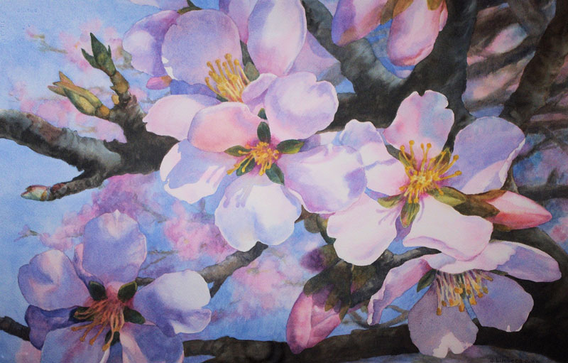 Limberg-Almond-Blossoms-II-(w)-