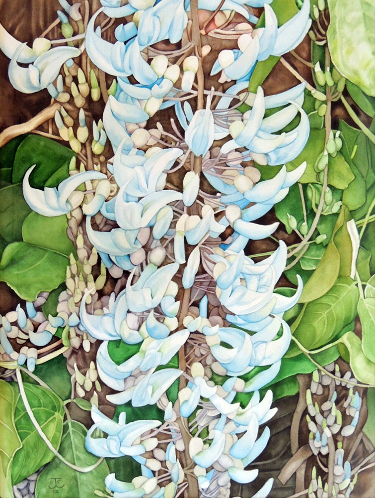 collins-blue-jade-vine(w)