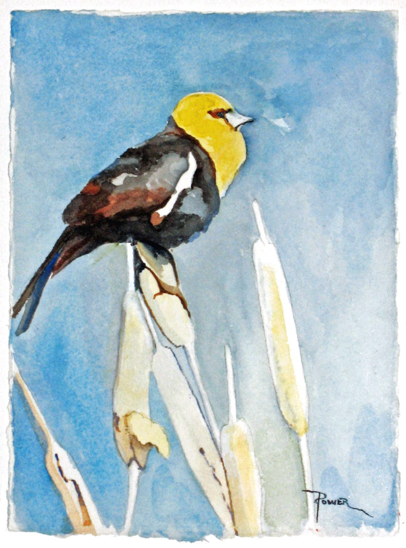 Meaden-Yellow-Headed-Blackbird-(w)