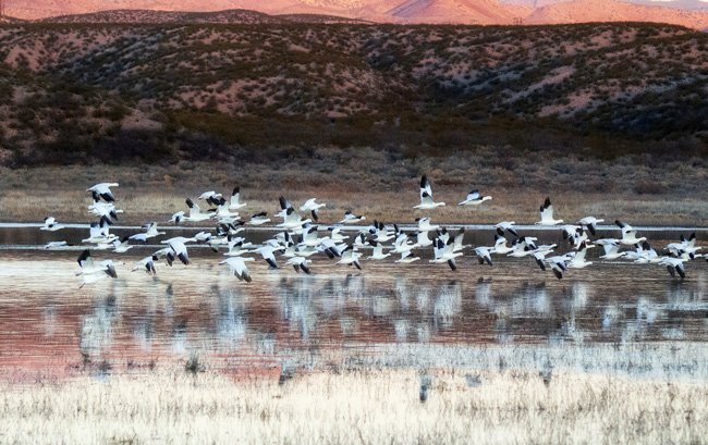 Rigge-Snow-Geese-in-Morning-Flight-w-