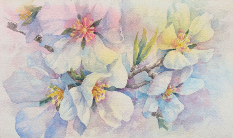 LImberg-Almond-Blossoms(w)