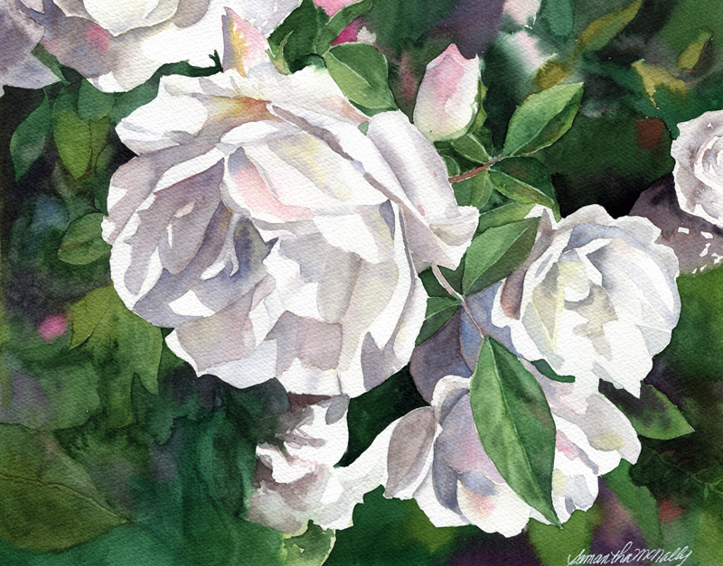 McNally-White-Roses-w
