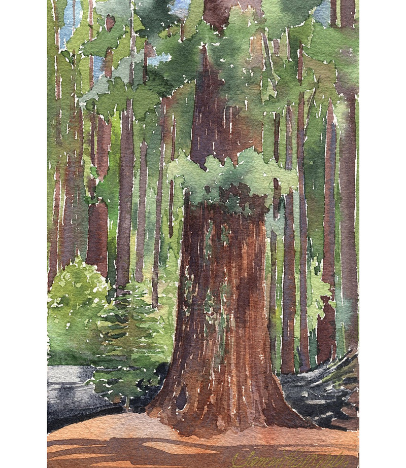 sequoia-w800-w