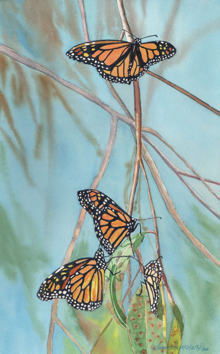 McNally-Monarch-Butterflies