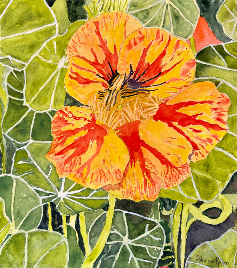 Rogers-Solo-Nasturtium