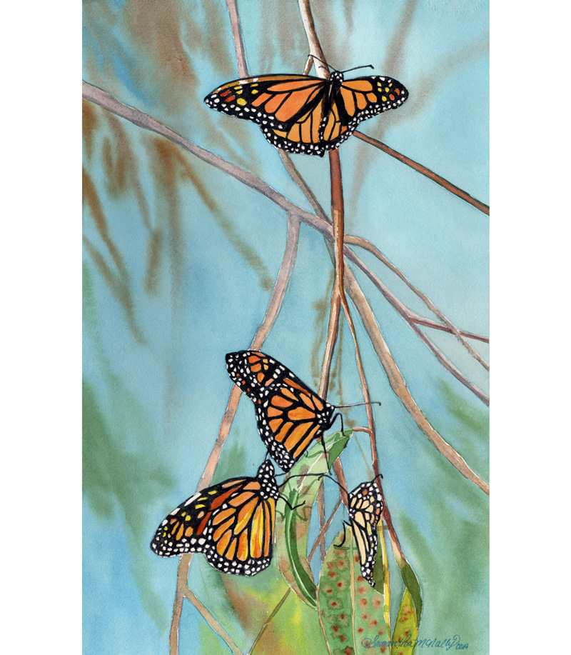 McNally-Monarchs-(wr)
